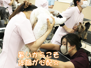 夏休みもモデル犬の健康チェック！